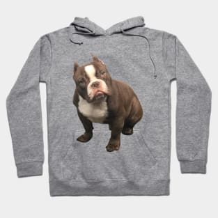 Bully Hoodie